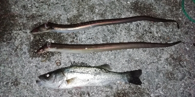 続・大蔵海岸投げ釣りにて