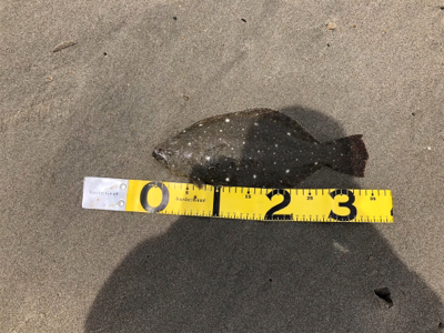 マゴチ ヒラメそほ