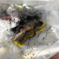 コウイカ エギング