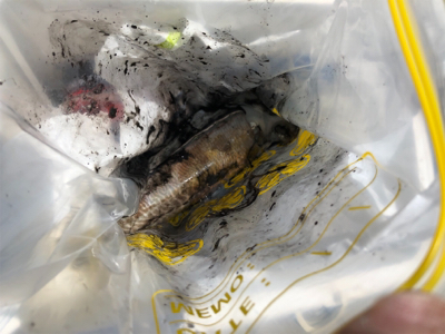 コウイカ エギング