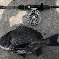 久しぶりにヘチ釣り