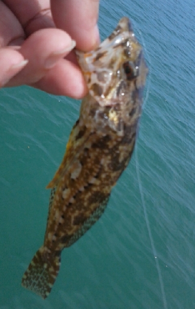 アナハゼの猛攻