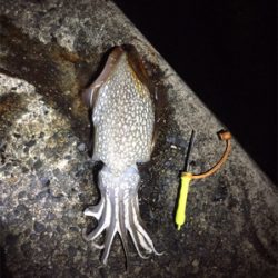 シリヤケイカに出会った