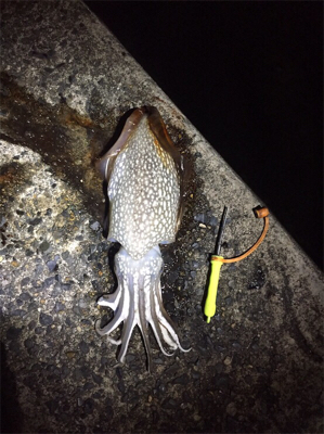 シリヤケイカに出会った