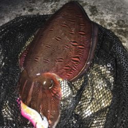 久々にコウイカ