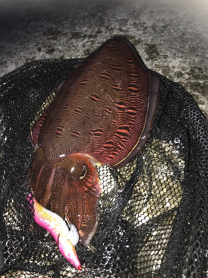 久々にコウイカ