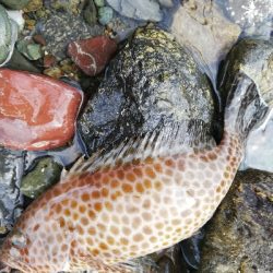 ショアジギング！