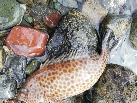 ショアジギング！