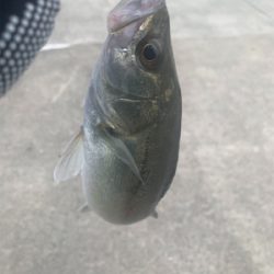 ホーム久々シーバスからの神戸空港ツバスは。