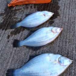 カレイは終わりかな？