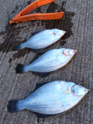 カレイは終わりかな？