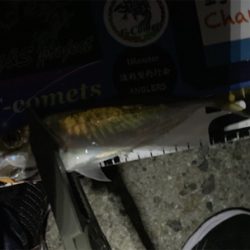 久しぶりのアジング