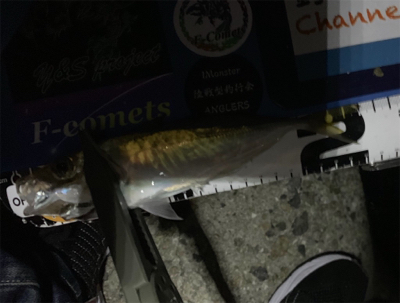 久しぶりのアジング