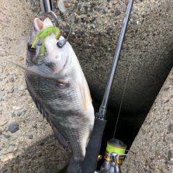 チニング 楽し過ぎる 釣れまくり