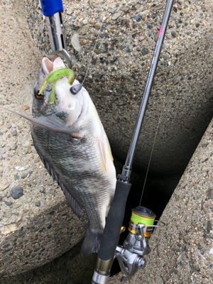 チニング 楽し過ぎる 釣れまくり