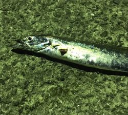 タチウオきた！