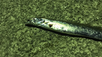 タチウオきた！