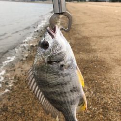 サーフチニング