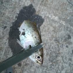 ナイトアジング