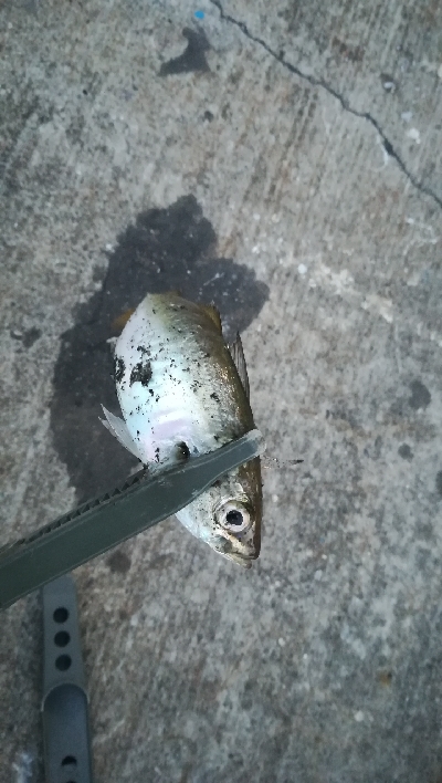 ナイトアジング