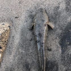 朝まずめと夕まずめのダブルヘッダー