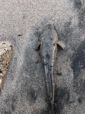 朝まずめと夕まずめのダブルヘッダー