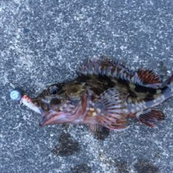 ロックフィッシュ