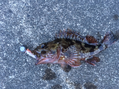 ロックフィッシュ