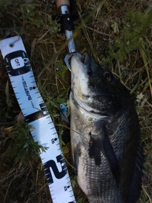 まづめチニング