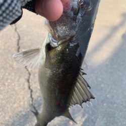 ツバスシーバスまたツバス♫