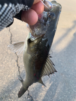 ツバスシーバスまたツバス♫