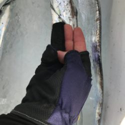 初タチウオです!