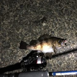 イカおらずアジ