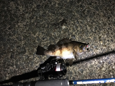 イカおらずアジ