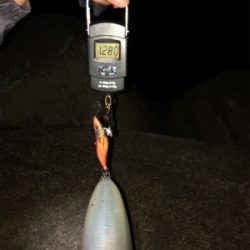 狙い撃ったアオリイカ!きんもちいぃぃ^ ^