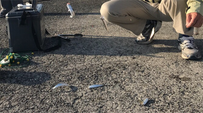 豆アジ大爆釣‼️