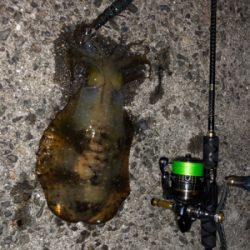 梅雨入り前の釣行