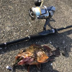 のんびり磯遊び