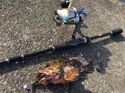 のんびり磯遊び