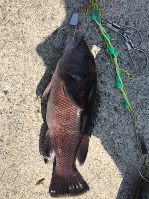 ルアーでハマチヘチでカンダイ