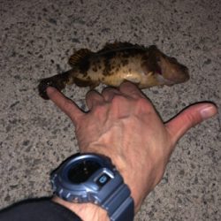 仕事帰りに夜釣り