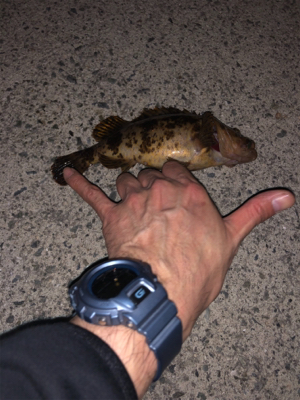 仕事帰りに夜釣り