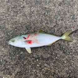 もっと釣れる思ったぁ!!