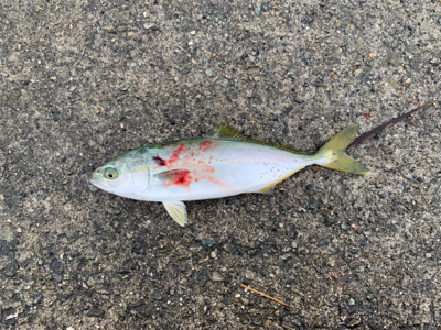 もっと釣れる思ったぁ!!