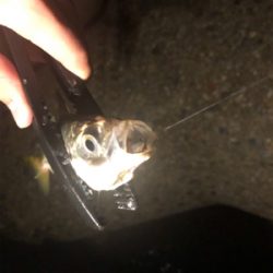 荒れると釣れる