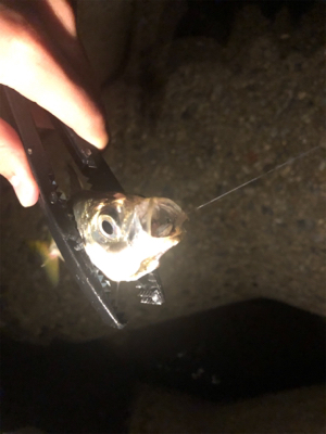 荒れると釣れる