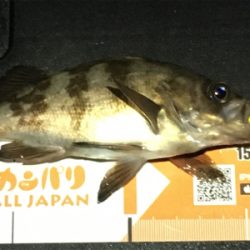 雨上がりのメバリング