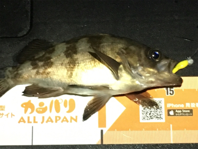 雨上がりのメバリング