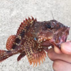 がっしひさにひき