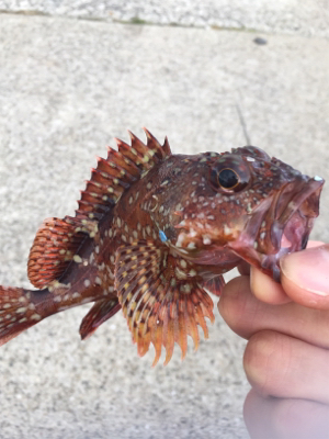 がっしひさにひき